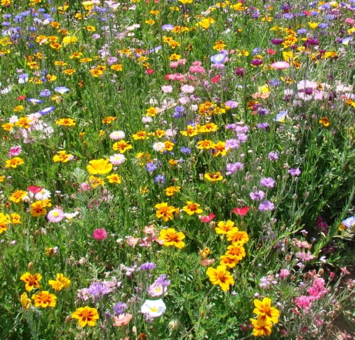 Miscela di fiori LaFleur petite Miscela di fiori LaFleur petite