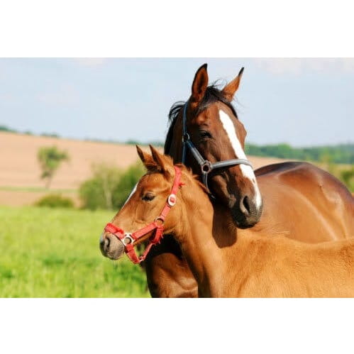 sottocategoria_semine_cavalli_miscelati_al_pascolo ® AgriFeed Pascolo biologico per cavalli (senza trifoglio)