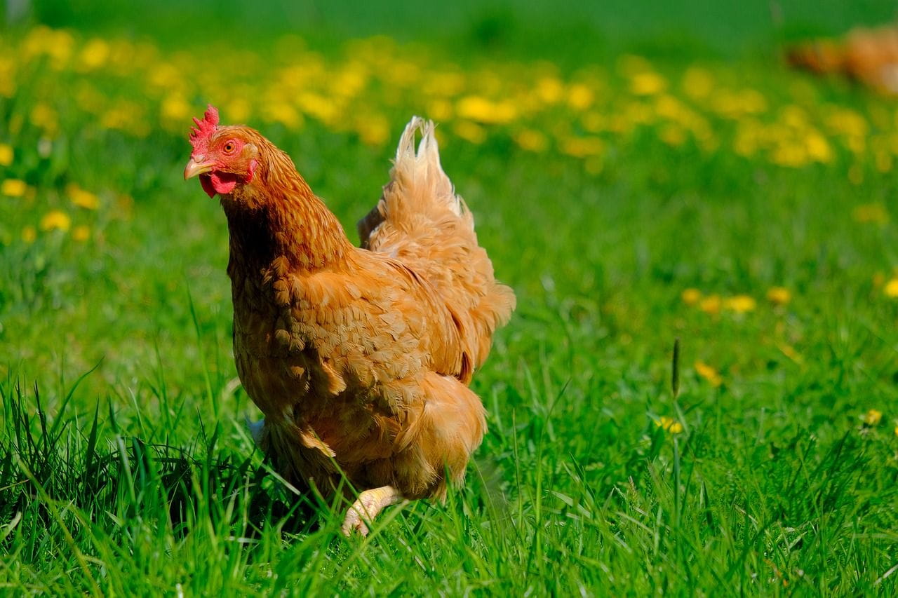® AgriFeed Pascolo biologico per pollame ® AgriFeed Pascolo biologico per pollame
