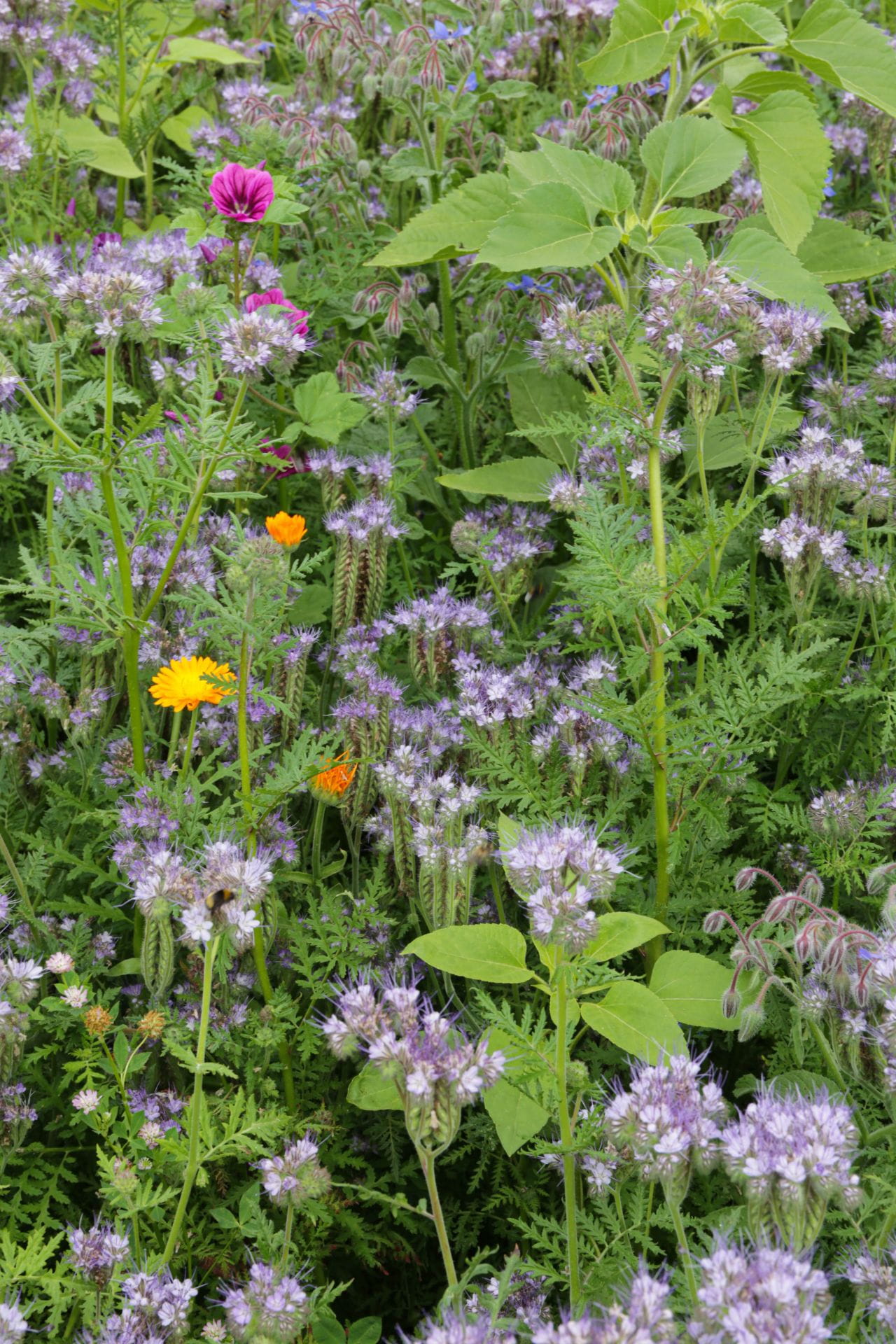 Pascolo di api biologico per il giardino (annuale) Pascolo di api biologico per il giardino (annuale)